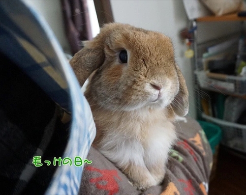 もんじももじじ