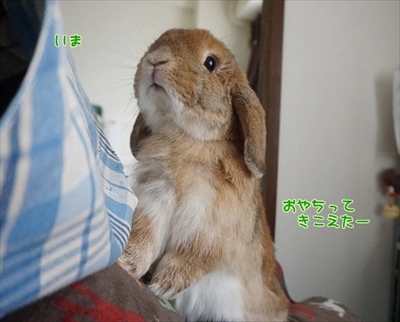 もんじももじじ