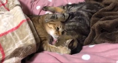 ハマジさん 大吉 イサム 猫