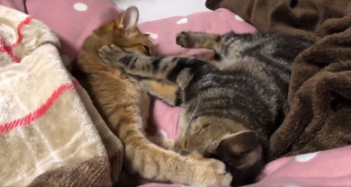 ハマジさん 大吉 イサム 猫