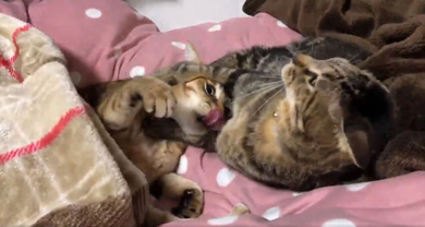 ハマジさん 大吉 イサム 猫