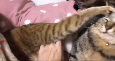 ハマジさん 大吉 イサム 猫