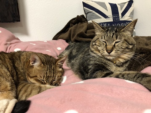 ハマジさん 大吉 イサム 猫