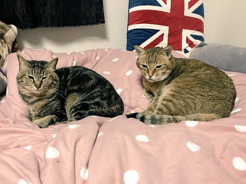 ハマジさん 大吉 イサム 猫