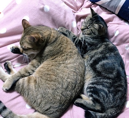 ハマジさん 大吉 イサム 猫