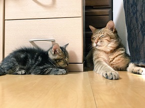 ハマジさん 大吉 イサム 猫