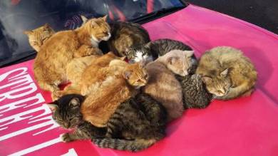 ボンネットにネコいっぱい