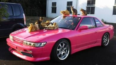 ボンネットにネコいっぱい