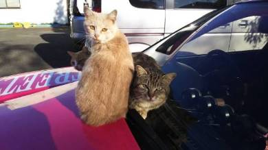 ボンネットにネコいっぱい