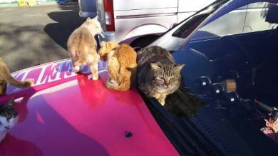 ボンネットにネコいっぱい