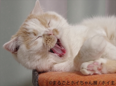 まるごとホイちゃん展