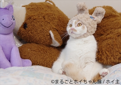 まるごとホイちゃん展