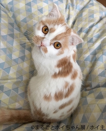 まるごとホイちゃん展