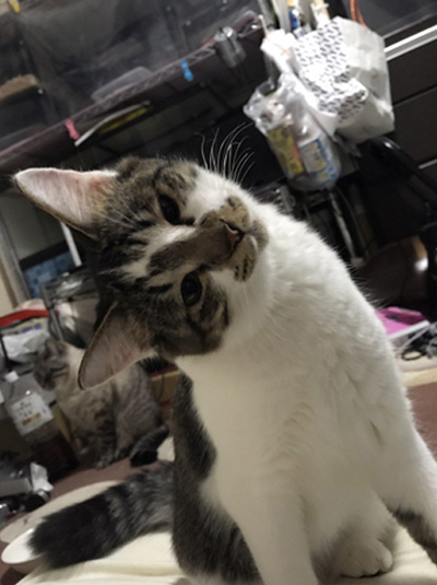 首をかしげる猫