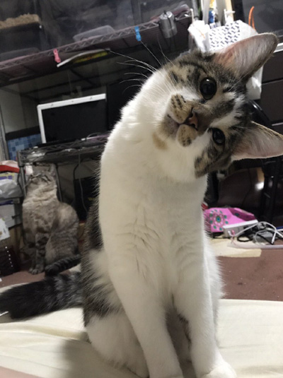 首をかしげる猫ちゃん