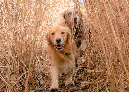 こー君　ススキ