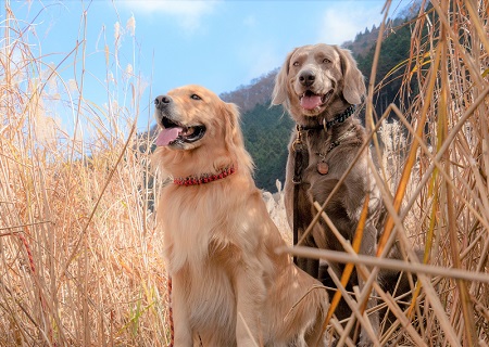 こー君　ススキ