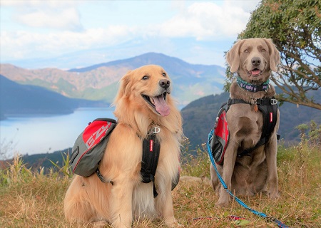こー君　ススキ