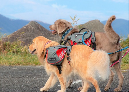こー君　ススキ