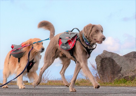 こー君　ススキ