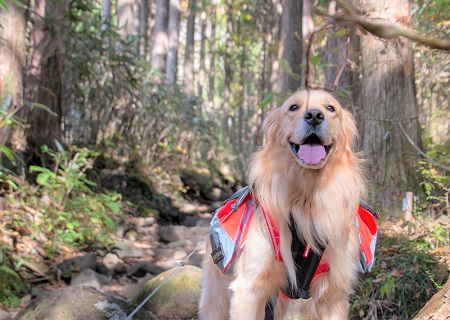 こー君　ススキ
