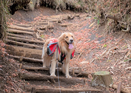 こー君　ススキ
