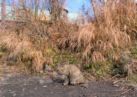 こー君　ススキ