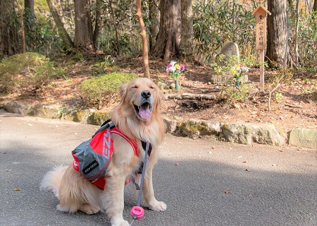 こー君　ススキ