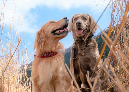 こー君　ススキ