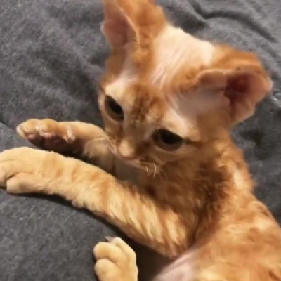 devonrex