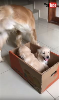 犬