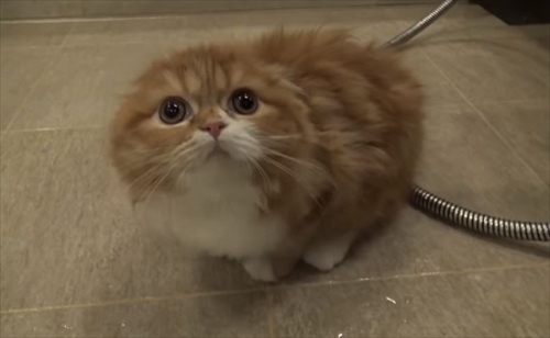 まるおともふこ