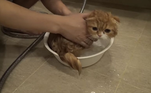 まるおともふこ