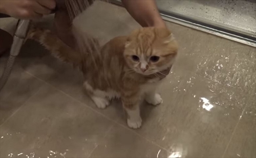 まるおともふこ