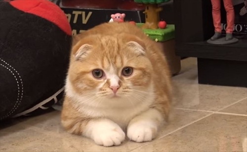 まるおともふこ