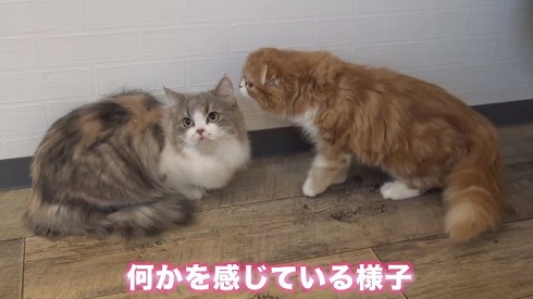 まるおともふこ