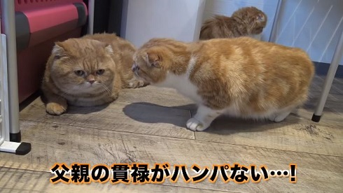 まるおともふこ