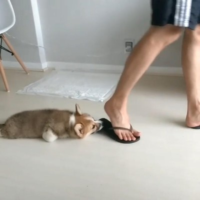 サンダルとコーギー