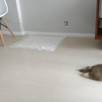 サンダルとコーギー