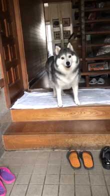 出迎え 盛大 ハスキー犬 愛犬 おかえり 鳴き声 かわいい