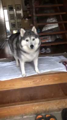 出迎え 盛大 ハスキー犬 愛犬 おかえり 鳴き声 かわいい