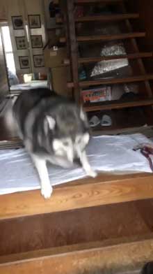 出迎え 盛大 ハスキー犬 愛犬 おかえり 鳴き声 かわいい