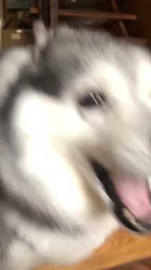 出迎え 盛大 ハスキー犬 愛犬 おかえり 鳴き声 かわいい