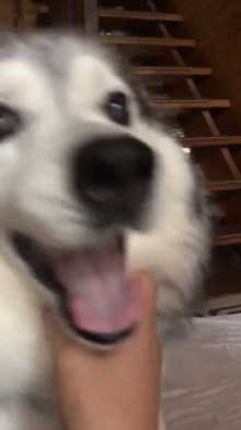 出迎え 盛大 ハスキー犬 愛犬 おかえり 鳴き声 かわいい