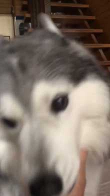 出迎え 盛大 ハスキー犬 愛犬 おかえり 鳴き声 かわいい