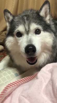 出迎え 盛大 ハスキー犬 愛犬 おかえり 鳴き声 かわいい