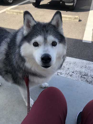 出迎え 盛大 ハスキー犬 愛犬 おかえり 鳴き声 かわいい