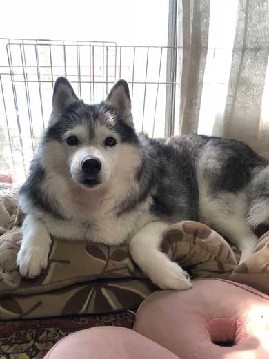 出迎え 盛大 ハスキー犬 愛犬 おかえり 鳴き声 かわいい