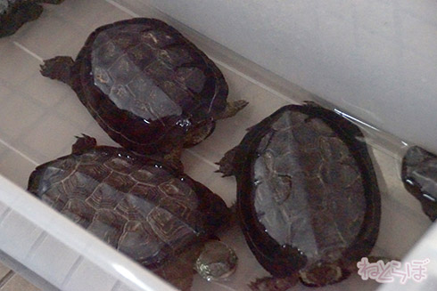 亀甲駅 亀甲 岡山県 卵かけご飯