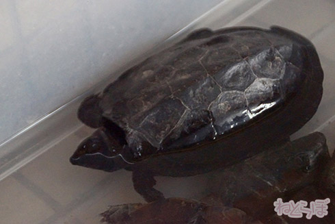 亀甲駅 亀甲 岡山県 卵かけご飯